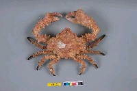 藏品(粗糙蝕菱蟹)的圖片